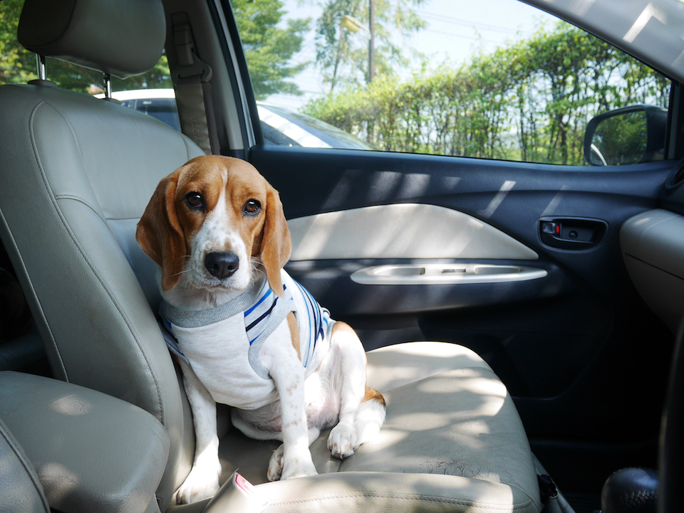 PuppTech pet monitor Colorado startup