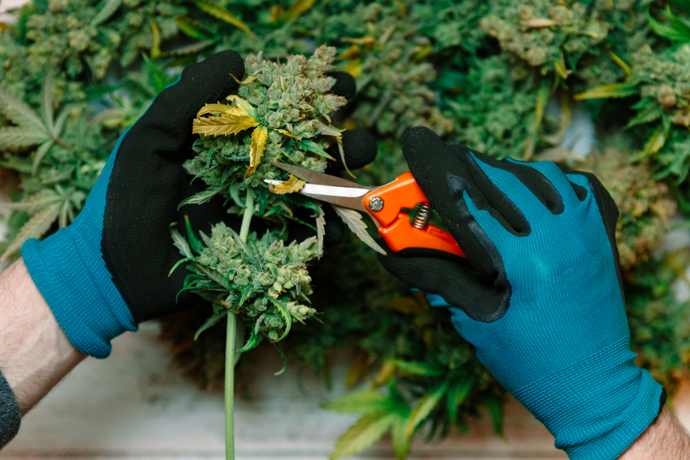 Colorado Agtech Cannabis Harvest