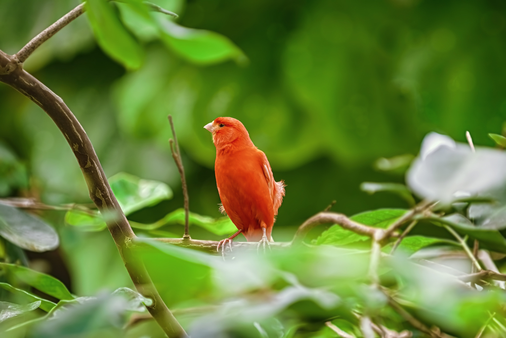 red canary