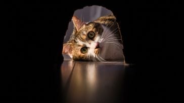 A cat looking into a mouse hole